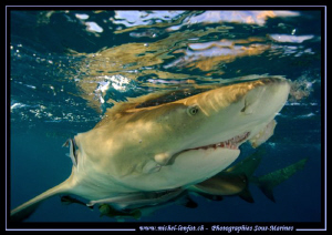 Lemon sharks close to the surface.... :O)... by Michel Lonfat 
